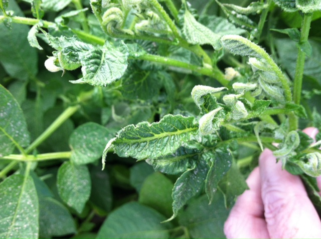 Symptoms of injury from drift of the herbicide 2,4-D into a potato crop.