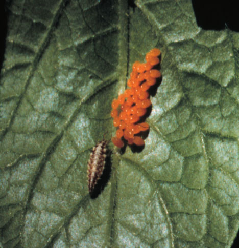 Photo of a lacewing larva grazing on this batch of Colorado potato beetle eggs