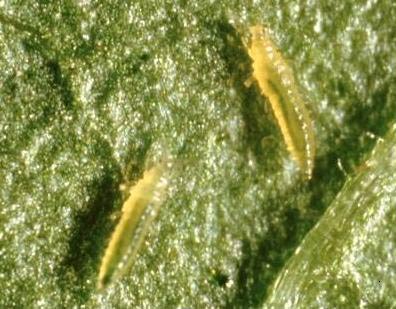 Photo of closeup of thrips