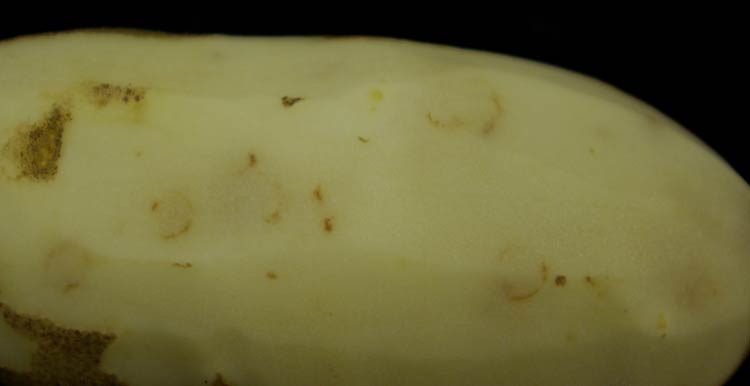 Photo of symptoms of Corky ring spot on potato