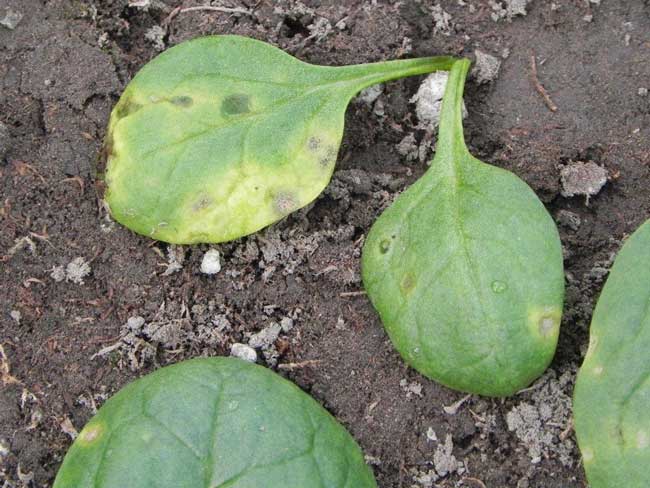 Photo of watersoaked lesions on spinach leaves