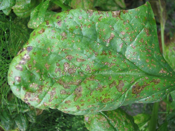 Photo of cladosporium leaf spot on spinach