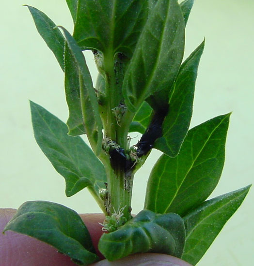 Photo of Lygus damage on spinach seed crop