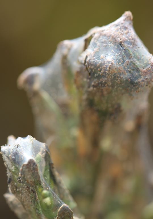 Severe spider mite infestation in a spinach seed crop.