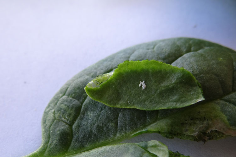 Photo of spinach leafminer eggs on leaf