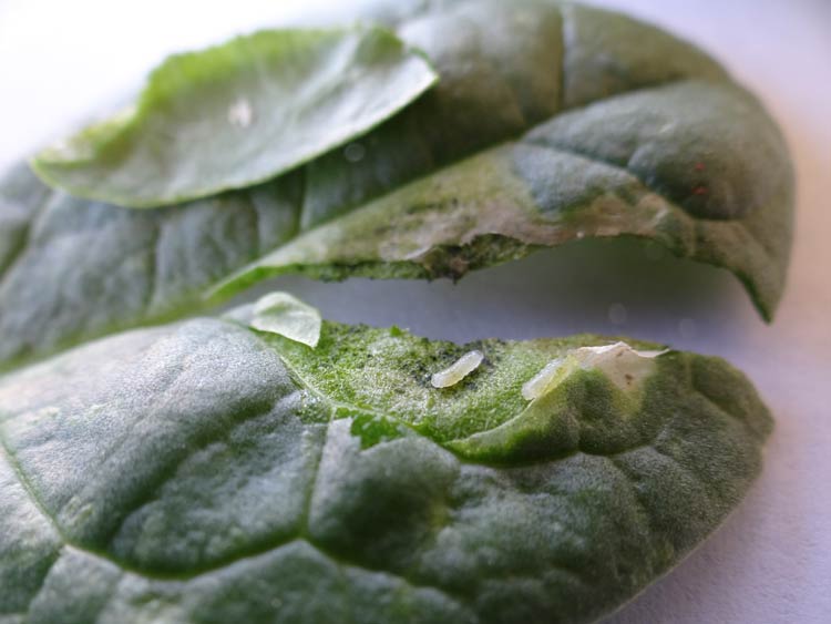 Photo of larvae feeding within spinach leaf