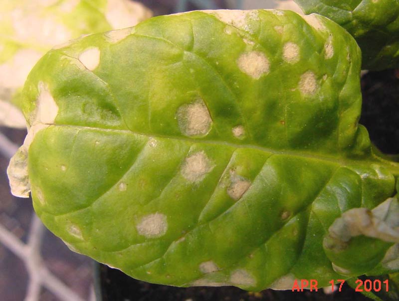 Photo of stemphylium leaf spot on spinach
