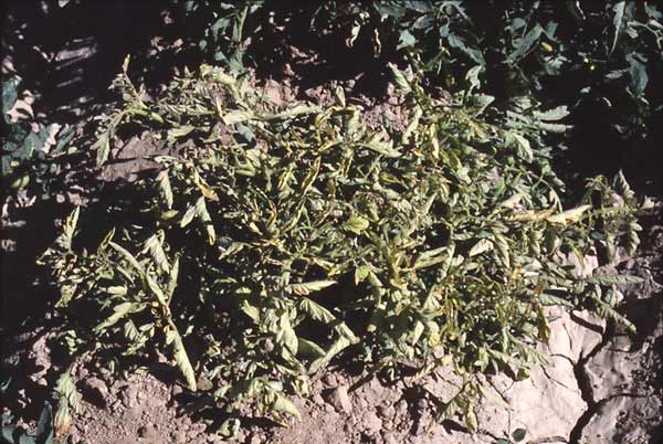 Photo of tomato plant showing beet curly top virus symptoms