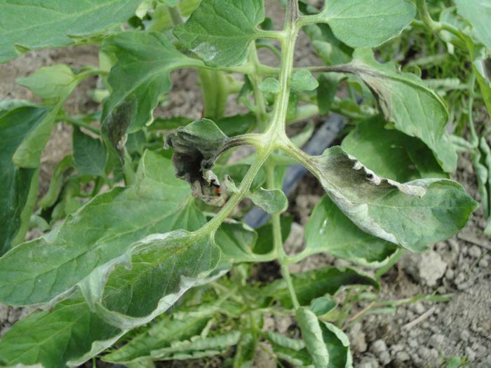 tomato late blight cause cure