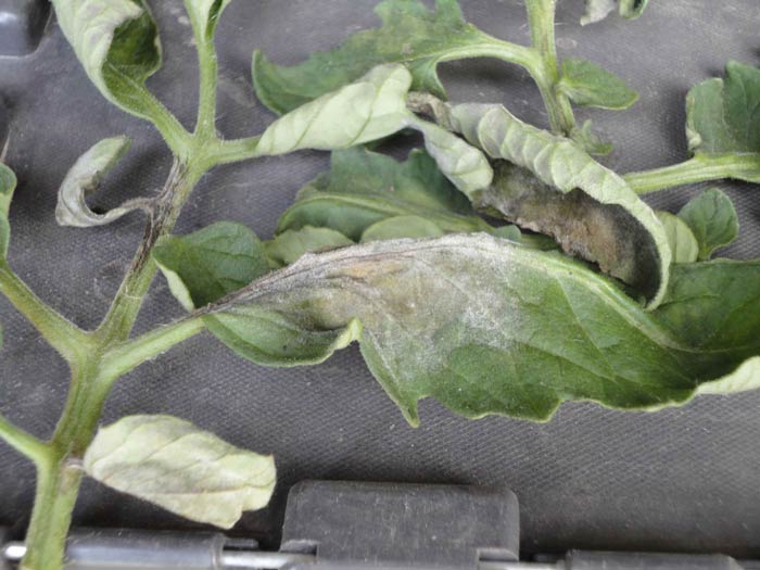 Photo of late blight on tomato leaves