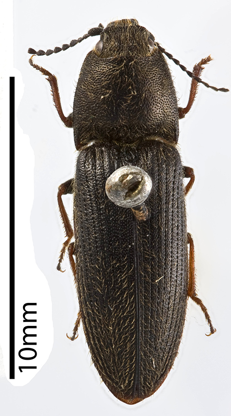 A click beetle of the species Limonius californicus, the larvae of which are wireworms.