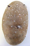 Photo of late blight lenticel sporulation on potato