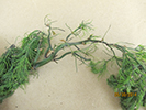 Damage to an asparagus fern caused by the asparagus aphid