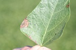 Alternaria leaf spot symptoms.