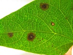 Symptoms of Alternaria leaf spot on a lima bean leaf held up to a light.