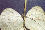 Photo of symptoms of bean anthracnose on bean leaf
