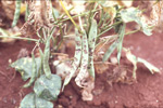 Photo of symptoms of bean anthracnose on beans