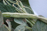 Watersoaked symptoms along the suture of a bean pod caused by the brown spot bacterial pathogen, Pseudomonas syringae pv. syringae.