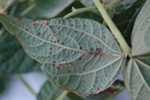 Symptoms of brown spot on bean leaves and/or pods caused by Pseudomonas syringae pv. syringae. Pod lesions can be associated with sites of insect feeding injury, e.g., from lygus bugs.