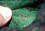 Symptoms of brown spot on bean leaves caused by Pseudomonas syringae pv. syringae.
