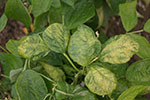 Photo of symptoms of bean common mosaic on bean leaves