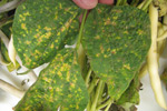 Photo of symptoms of LCR on bean leaf