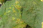Photo of symptoms of LCR on bean leaf