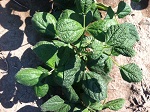 A pinto bean plant infected with curly top.