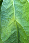 Photo of water-soaked lesion on  underside of bean leaf