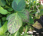 Possible symptoms of ozone or air pollution injury to adzuki beans.