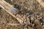 Photo of seedcorn maggot fly on soil