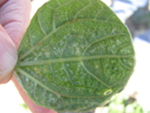 Silvering/stippling and browning of veins on the lower bean leaf surface as a result of severe thrips feeding injury.