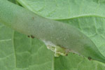 Photo of white mold on bean pod