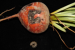 A table beet showing feeding injury from cutworms, and a cutworm larva found feeding on the root.