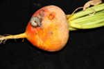 A cutworm larva feeding on a golden table beet root.