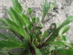 Damage to the new growth of plants in an open-pollinated table beet seed crop observed in May 2016 following application of a high rate of the herbicide Nortron (active ingredient ethofumesate)
