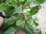 Damage to the new growth of plants in an open-pollinated table beet seed crop observed in May 2016 following application of a high rate of the herbicide Nortron (active ingredient ethofumesate)