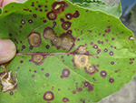 Symptoms of Phoma leaf spot on table beet. Note the small, pinhead size, dark fruiting bodies (pycnidia) of the pathogen on the dead tissue in the larger lesions.