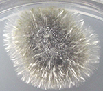 A colony of <em>Phoma betae </em>growing on potato dextrose agar.