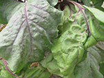 A table beet leaf infected with powdery mildew (left) compared to a non-infected leaf (right)