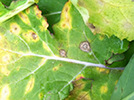 Late stage white leaf spot (black arrows) and Phoma leaf spot (red arrow) on turnip.
