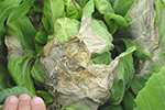 Photo of white mold symptoms on brassicaceae