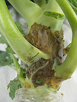 Boron deficiency in broccoli can cause external corkiness and scarring of the main stem, and hollowing of the stem internally.