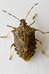 Photo of brown marmorated stink bug