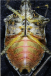 Photo of brown marmorated stink bugs