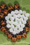 Photo of brown marmorated stink bug nymphs and eggs