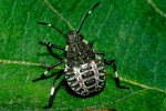 brown-marmorated-stink-bug-4