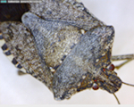 Three or four key characteristics are used to distinguish the brown marmorated stink bug (BMSB) from other stink bugs found in the Pacific Northwest: 1) white bands on the brown antennae, 2) bands on the dorsal (top) side of the peripheral margin of the abdomen, 3) smooth leading edge of the prothorax (shoulders), 4) ‘gem-encrusted’ prothorax just behind the head (on both the dorsal and ventral side).