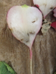 Holes inside a radish root where cabbage maggots fed and tunneled through the root, with early symptoms of secondary bacterial colonization (discolored, softened tissue) around the wound sites.