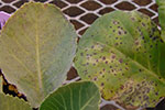 Photo of Alternaria black spot on cabbage